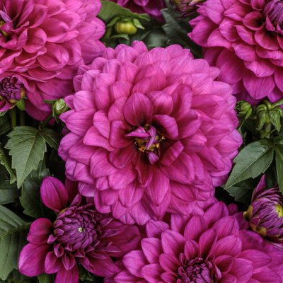 Virtuoso Vibrant Violet Dahlia 1#