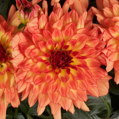 Dahlina Grande Tequila Dahlia 1#