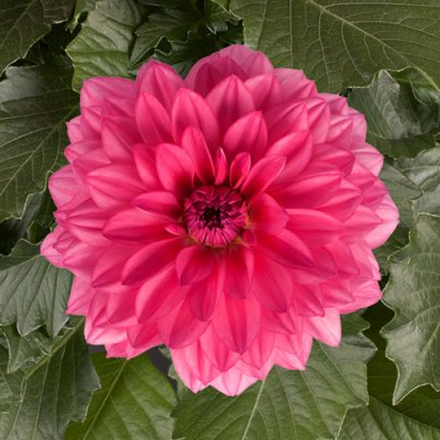 Dahlina GrandeMendoza Dahlia
