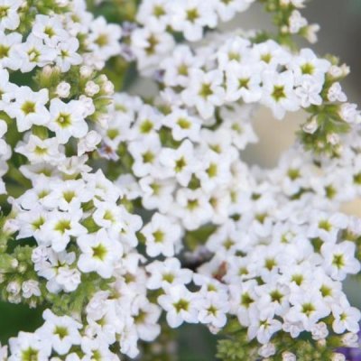 4" Marino White Heliotrope