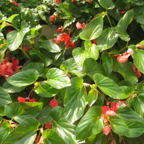 Begonia Dragonwing Red