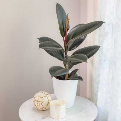 Ficus Abidjan