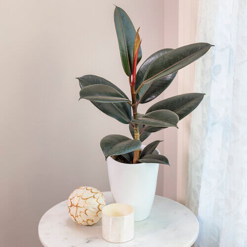 6″ Ficus Abidjan
