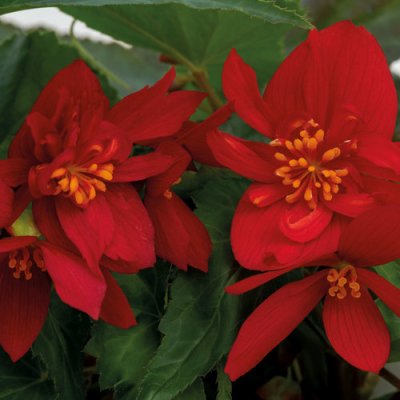Funky Red Begonia