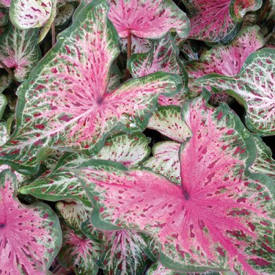 Caladium Heart & Soul Qt