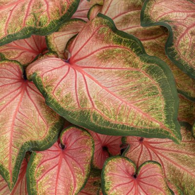 Chinook H2H Caladium Qt