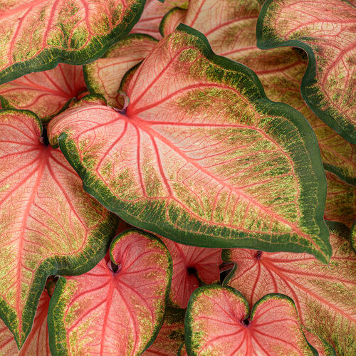 Chinook H2H Caladium Qt
