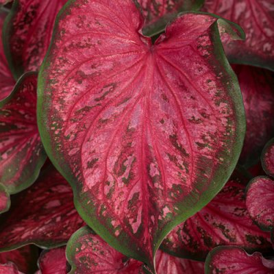 Caladium
