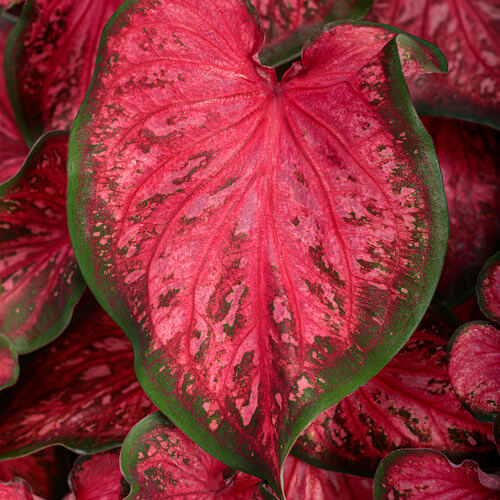 Scarlet Flame H2H Caladium