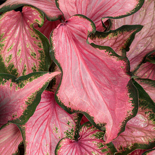 Va Va Violet H2H Caladium Qt