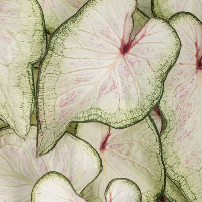 Caladium White Wonder