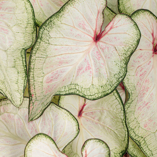 Caladium White Wonder