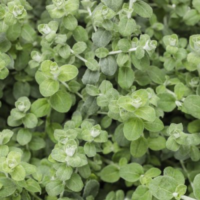 Petite Licorice Helichrysum