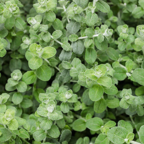 Petite Licorice Helichrysum