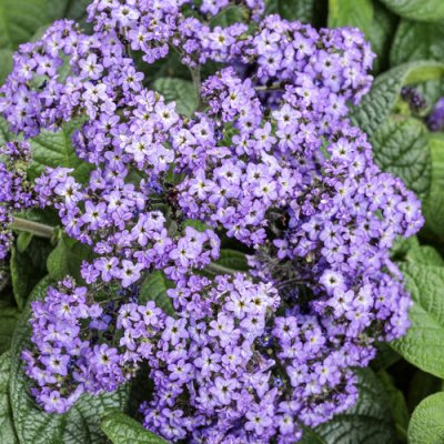 Heliotropium Aromagica Purple