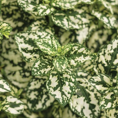 Hippo White Hypoestes