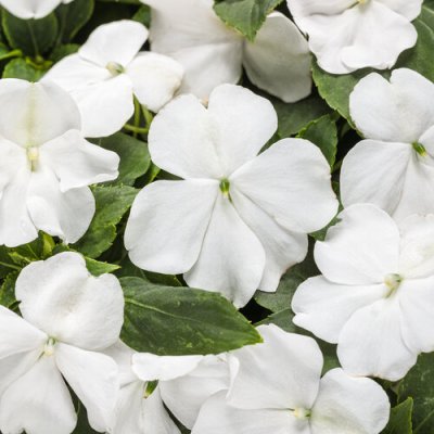 Impatiens