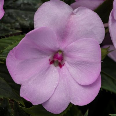 Orchid Blush Sunpatien