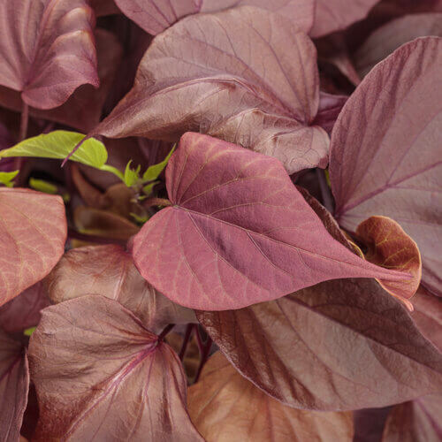 Sweetheart Mahogany Ipomea