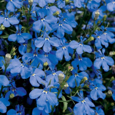 4" Laguna Dk Blue Lobelia