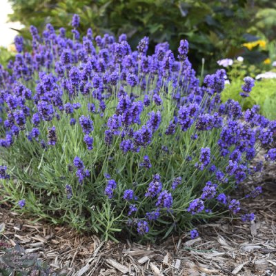 Lavender Melissa Lilac