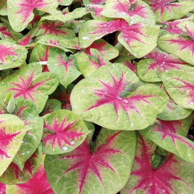 Lemon Blush Caladium Qt
