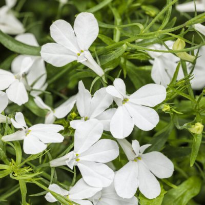 4" Laguna Cloud White Lobelia
