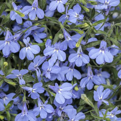 4" Laguna Sky Blue Lobelia
