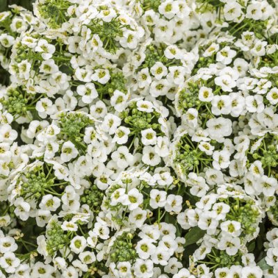 4" White Knight Lobularia