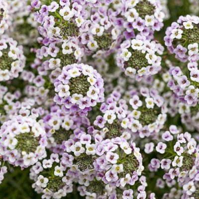 4" Lobularia Blushing Princess