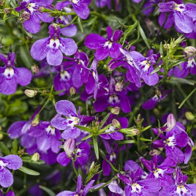 4" Laguna Ultraviolet Lobelia