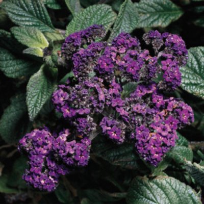 4" Marine Heliotrope