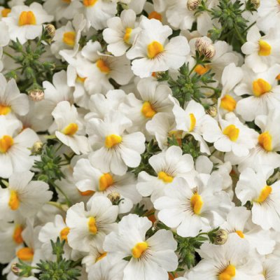 Nemesia Sunsatia Coconut