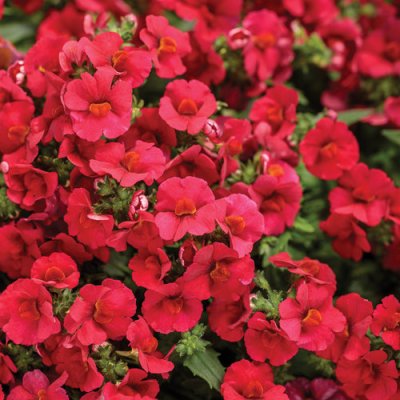 4" Nemesia Sunsatia Cranberry