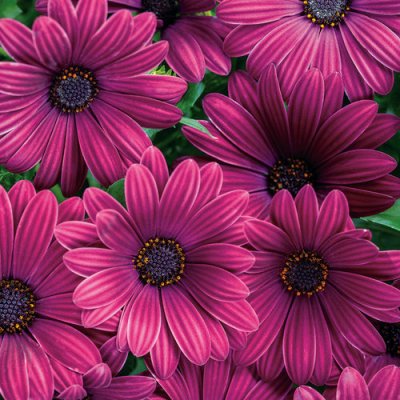Bright Lights Purple Osteospermum