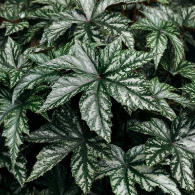 1# Pegasus Begonia