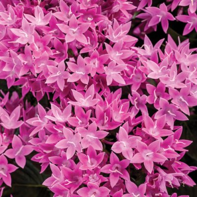 4" Sunstar Lavender Pentas
