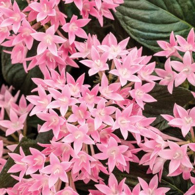 4" Sunstar Pink Pentas