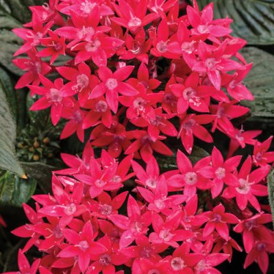 4" Sunstar Red Pentas
