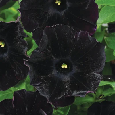 4" Petunia 'Black'