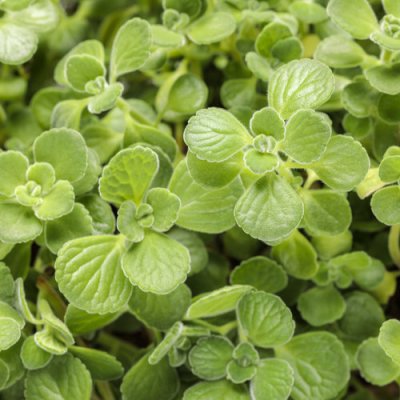 CervezaN'Lime Plectranthus
