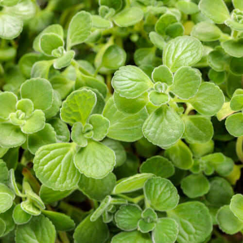 CervezaN'Lime Plectranthus