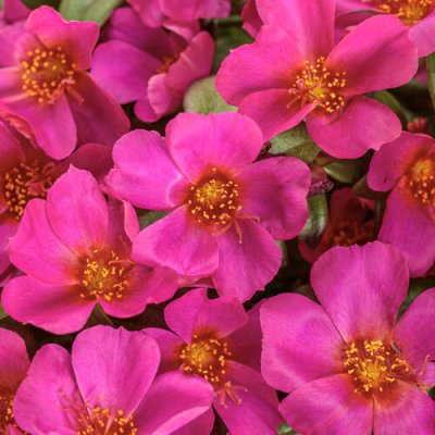 Mojave Fuchsia Portulaca