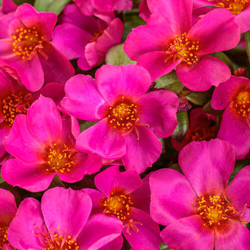 Mojave Fuchsia Portulaca