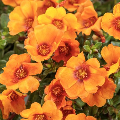 Mojave Mango Portulaca