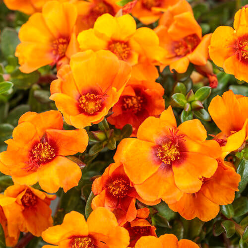 Mojave Mango Portulaca