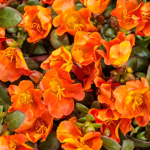 Mojave Tangerine Portulaca