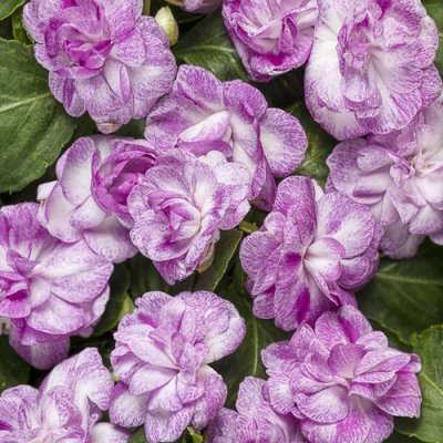 4" Rockapulco Wisteria Imp