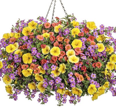 11" Saffron Sunrise Hanging