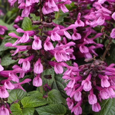 Unplugged Pink Salvia